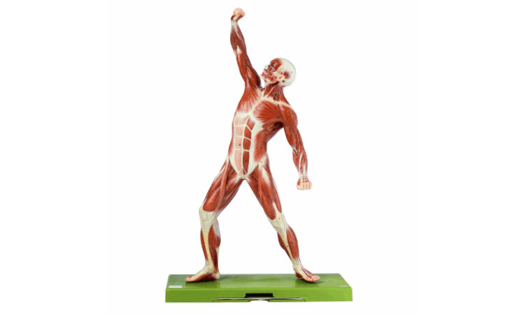 Skjelett og torsomdeller