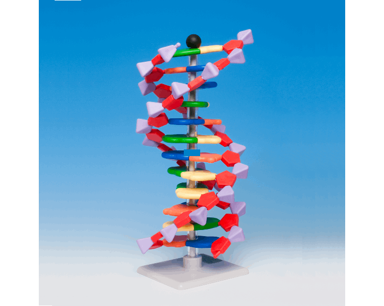 DNA- og RNA modeller