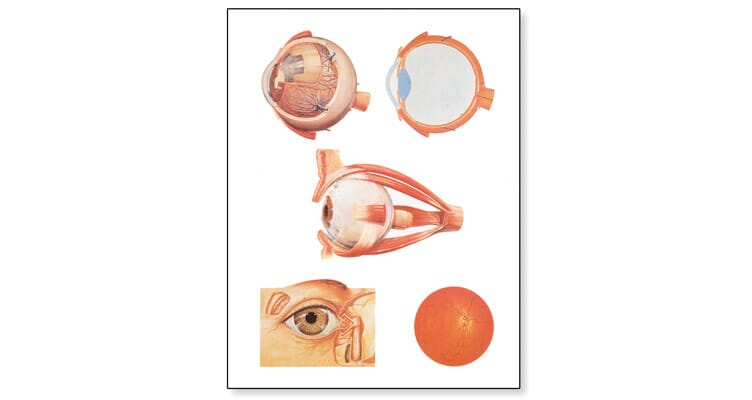 Forplantning og seksualitet