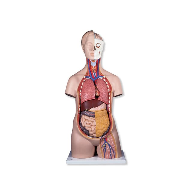 03080 B09_Torso.jpg