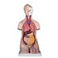 03080 B09_Torso.jpg