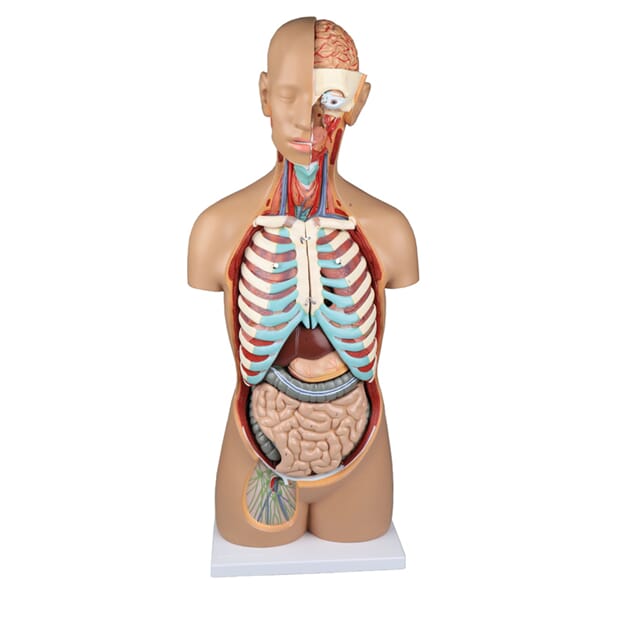03098 torso_1.jpg