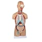 03098 torso_1.jpg