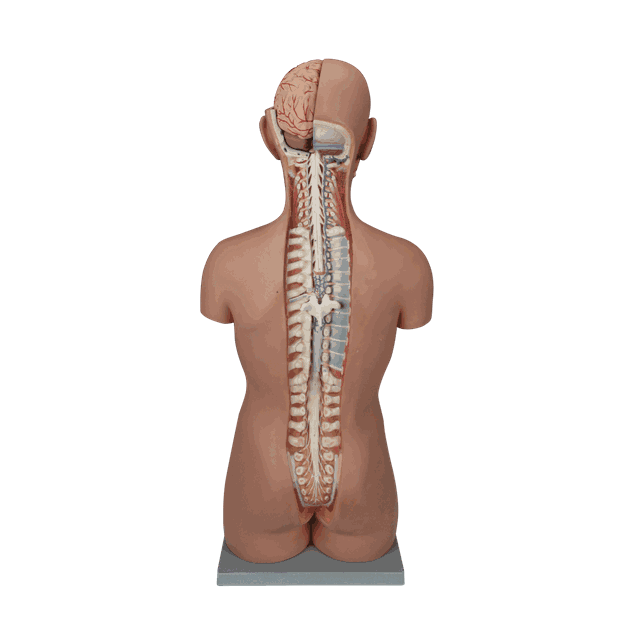 03098_Rel torso_bak.png