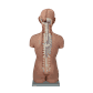 03098_Rel torso_bak.png