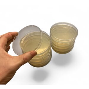 Agarskåler, petriskål m/ agar (PCA), pk. 10 stk.