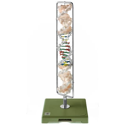 DNA-molekylmodell, Somso