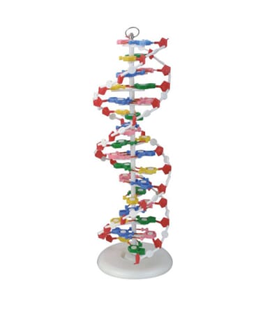 DNA-molekylmodell