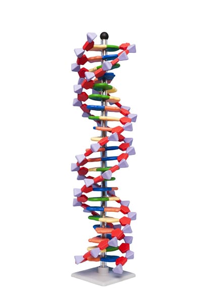 DNA-molekylbyggesett 22-lags, Molymod AMDNA06022