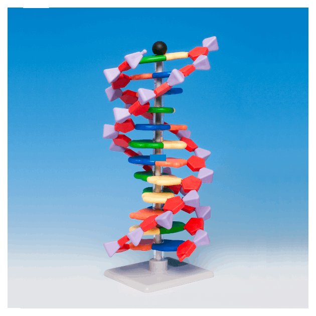 06067 DNA og RNA.png