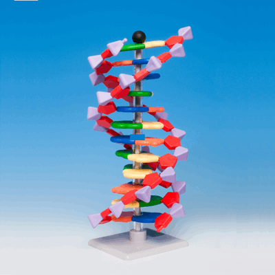 DNA-molekylbyggesett 12-lags, Molymod 06012