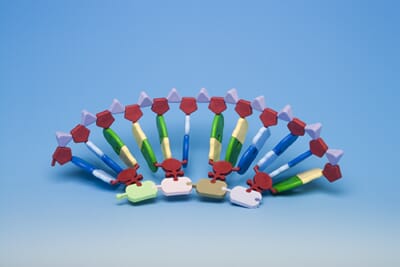 RNA-byggesett, 24 base-proteinsyntese