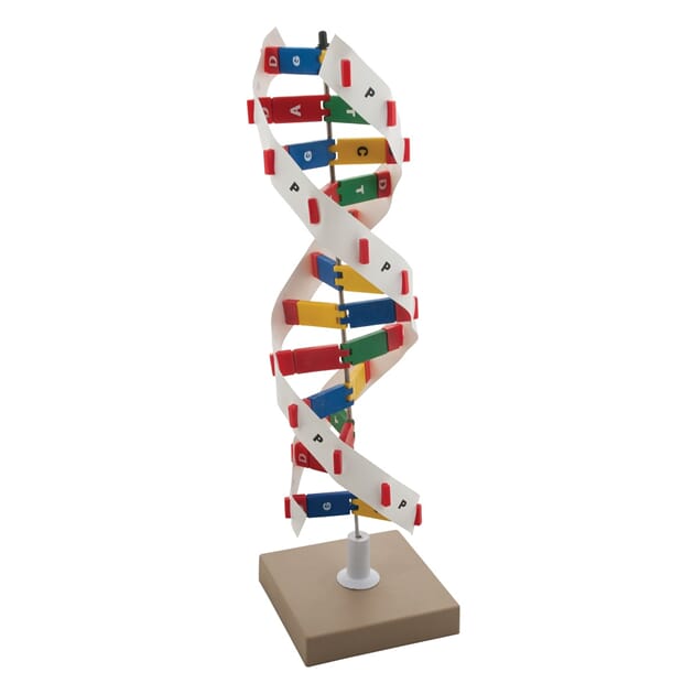 06083 DNA-modell_06083.jpg