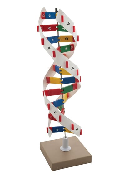 DNA-modell, sett