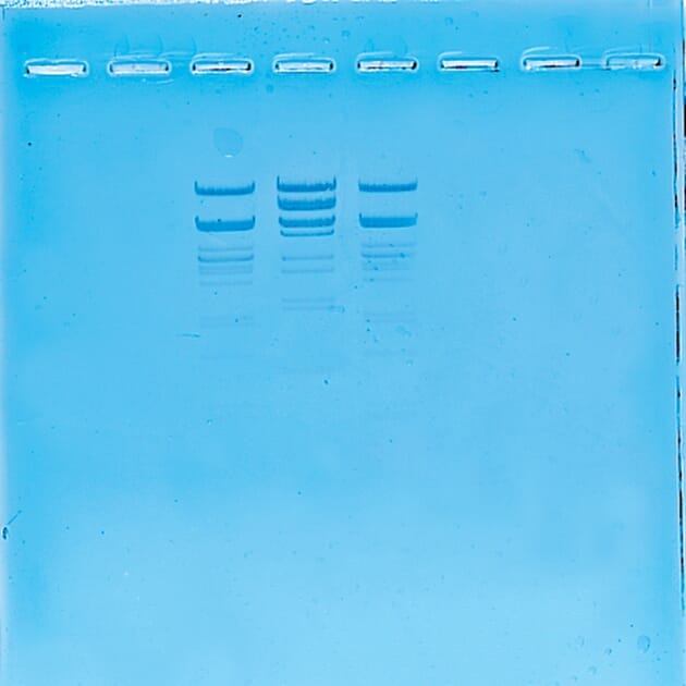 06057_Rel DNA_fingerprinting_nær.jpg