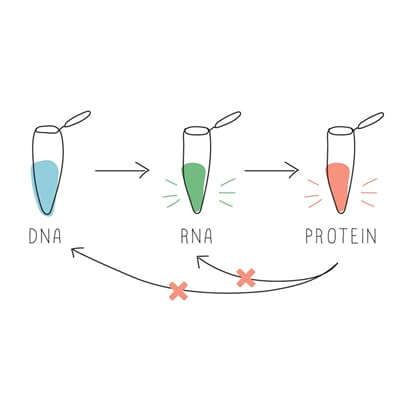 Proteinsyntesen, forsøkssett