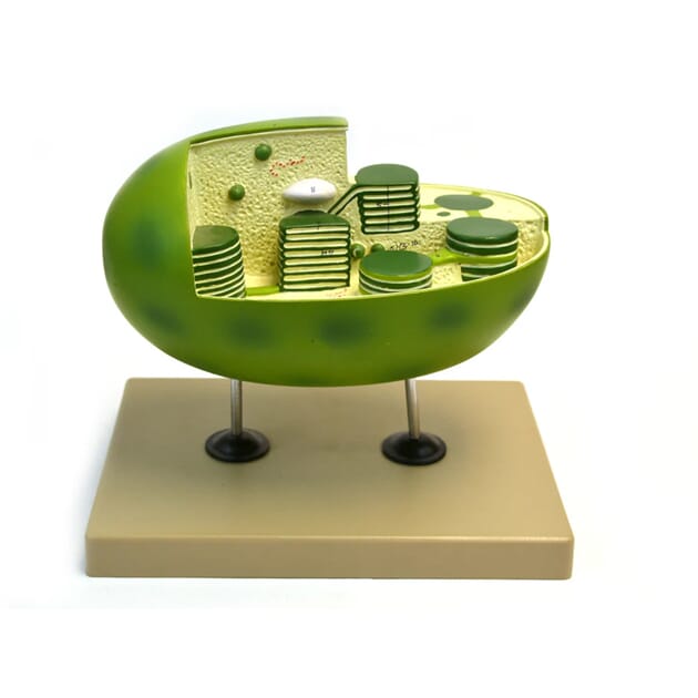 05008 05008_kloroplastmodell.jpg