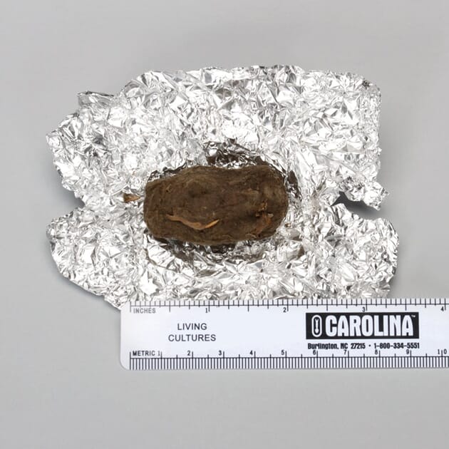 14031 uglebolle_1.jpg