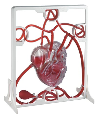 Hjerte m/ blodomløp, funksjonsmodell