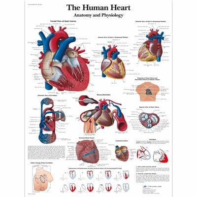 Hjerte med blodomløp, plansje 50 x 67 cm