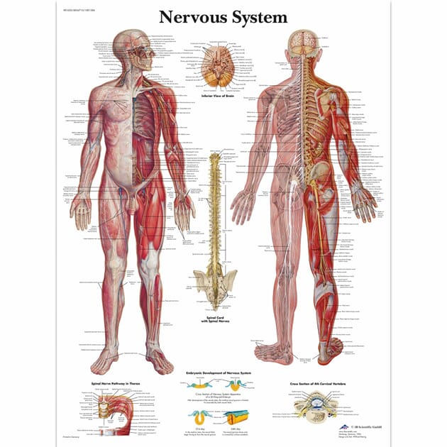 03165 Nervous-System-Chart_1.jpg