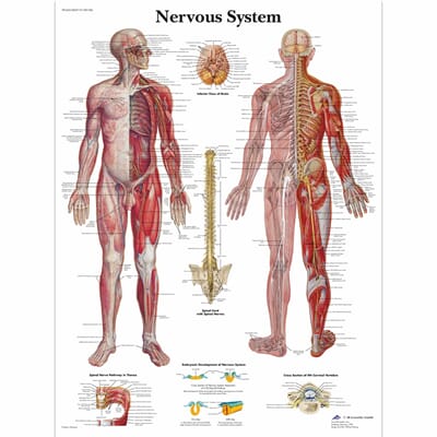 Nervesystemet, plansje 50 x 67 cm