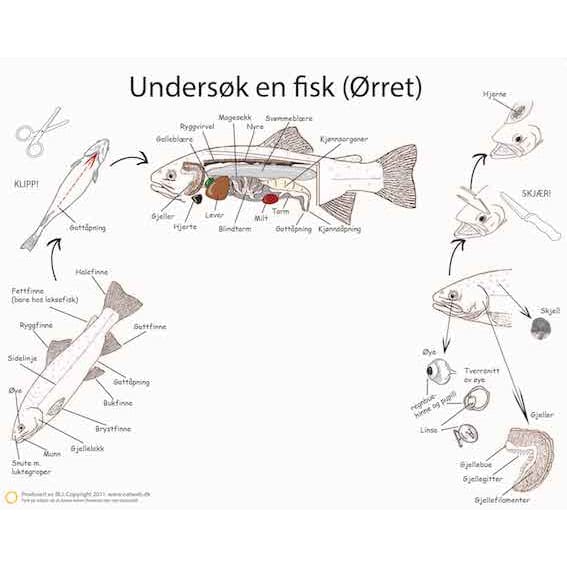 13125 Disseksjonsduk_Fisk.jpg